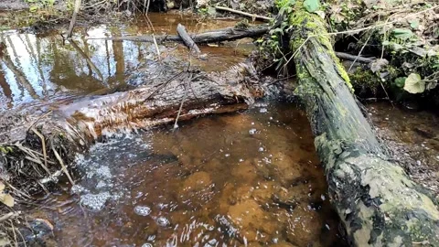 A stream in the forest, spring (6) Full HD 60 FPS Stock Footage 272227100