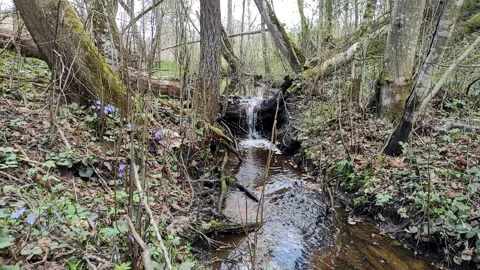A stream in the forest, spring (7) Full HD 60 FPS Stock Footage 272224005