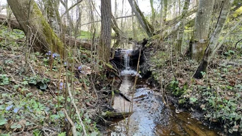 A stream in the forest, spring (8) 4K 30 FPS Stock Footage 272228828