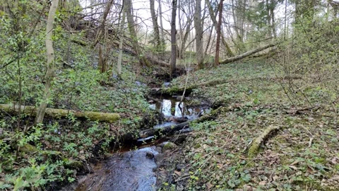 A stream in the forest, spring (9) 4K 30 FPS Stock Footage 272227980