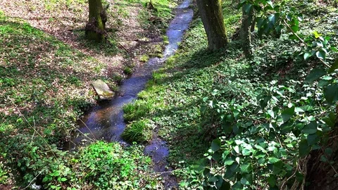 Stream in the forest in the spring Video stock 73929144