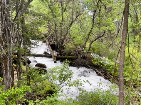 Stream in the forest. Spring in the forest. Spring landscape. Stock Photos