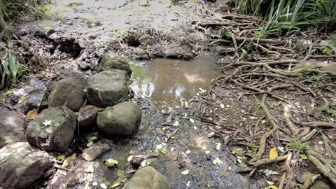 A stream in the forest, Sri Lanka Stock Footage 315123372