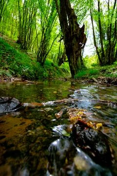 Stream in the forest. stream and forest at spring. Stock Photos