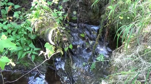 Stream in the forest, stump, grass, leaves Stock Footage 75343761
