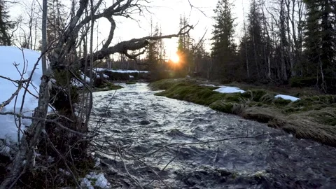 Stream in the forest. Sunset. 動画素材 194029802