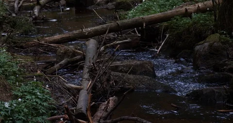 Stream in the forest in Sweden Video stock 129851977