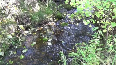 Stream in the forest, tree, grass, leaves in the water Stock Footage 75343973