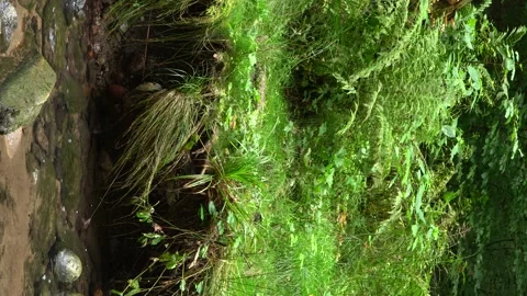 Stream in the Forest - vertical shot Stock Footage 245644939