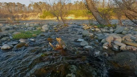 Stream in the forest in winter Stock Footage 233819895