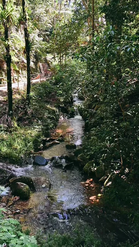 Stream in the forest,water, river, stream, nature, Stock Footage 233624131