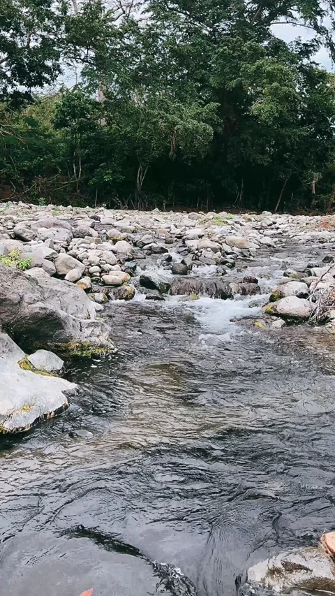 Stream in the forest,water, river, stream, nature, waterfall, Stock Footage 233626355