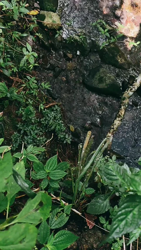 Stream in the forest,water, river, stream, nature, waterfall, Stock Footage 233715672