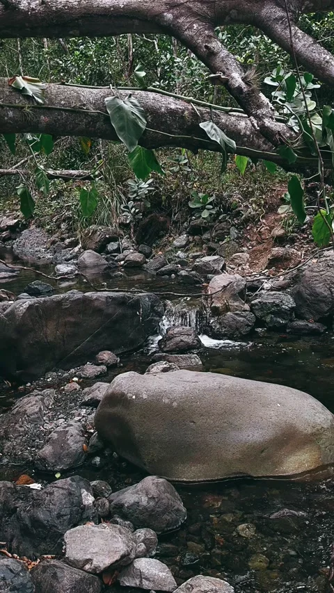 Stream in the forest,water, river, stream, nature, waterfall, Stock Footage 237183674