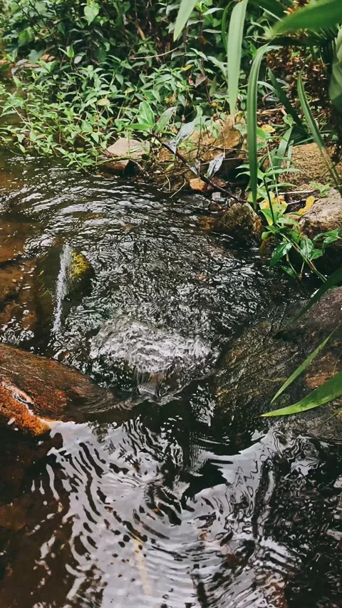 Stream in the forest,water, river, stream, nature, flowing water, water Stock Footage 237619607