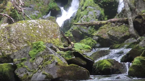 Stream Forrest 2 스톡 동영상 52221423