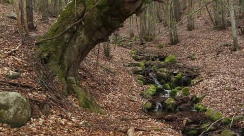 Stream in the forrest flows over mossy rocks and old trees in Rhodope mountain, Stock Footage 59362211