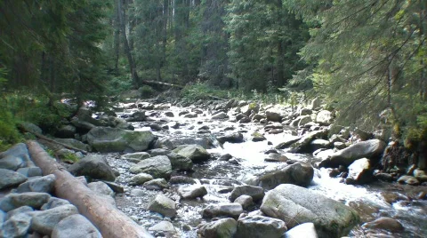 Stream in Forrest Stock Footage 518061