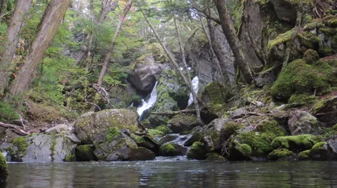 Stream Forrest 스톡 동영상 52183111