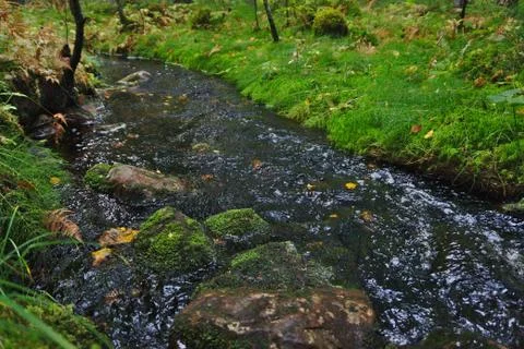 A stream in a forrest Stock Photos