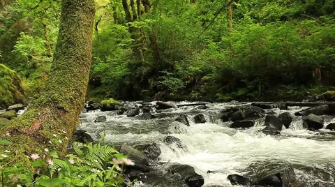 Stream forward dolly Stock Footage 1037151