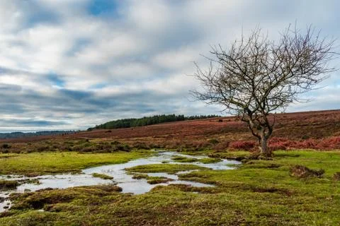 A stream gently flowing past a leafless tree in The New Forest, England, UK Stock Photos