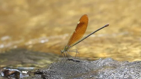 Stream Glory Stock Footage 78822408