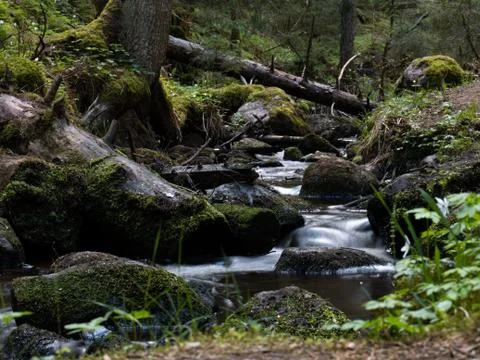 Stream goes over rocks and woods in forest Stock Photos