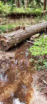 A stream goin under a fallen tree Stock Photos