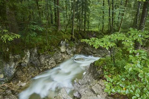 Stream going through the forest near lake Chiemsee, Berchtesgaden National Park, Stock Photos