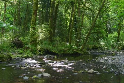 Stream in goldstream park Stock Photos