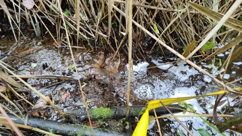 Stream in the grass (1) 4K Stock Footage 291345015