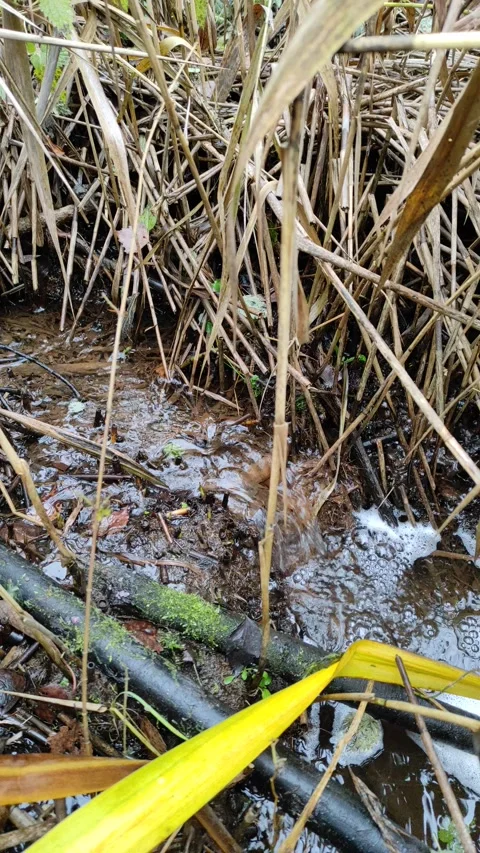 Stream in the grass (3) 4K Stock Footage 291340522