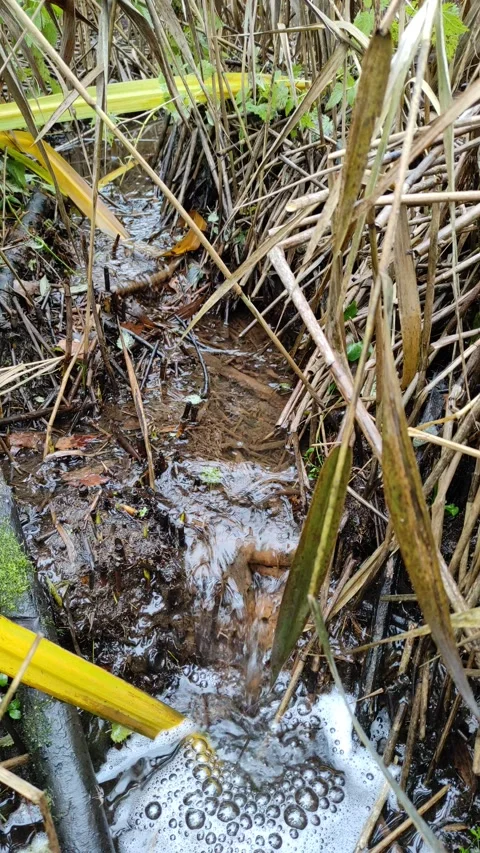 Stream in the grass (4) 4K Stock Footage 291340759