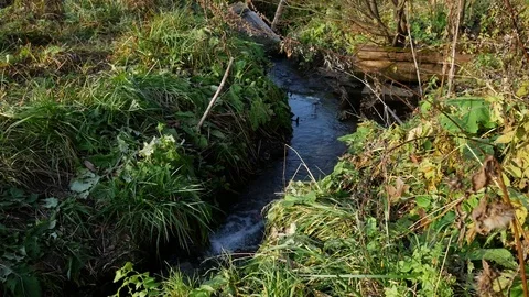 Stream in the grass Stock Footage 81171622