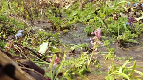 Stream in the grass, the sound of birds singing. Stock Footage 236575190