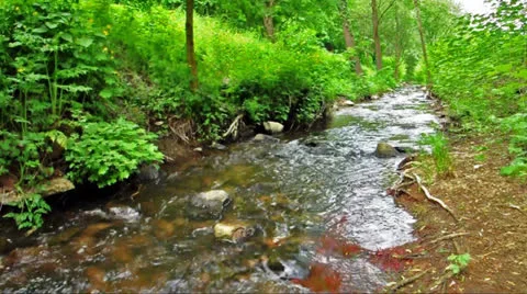 Stream in the green forest Stock Footage 24374296