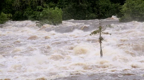 Stream in green forest Stock Footage 50686961