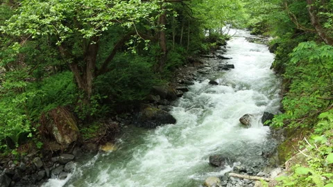 Stream in green forest Video stock 198333311