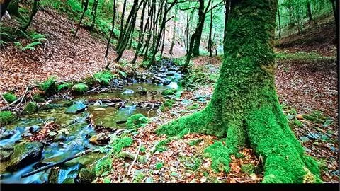 Stream in the green forest Stock Photos