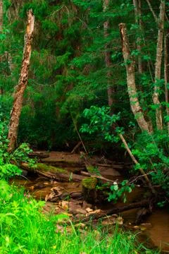 Stream in the green forest. Small river flowing through a windbreak in the fo Stock Photos