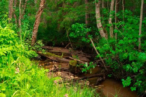 Stream in the green forest. Small river flowing through a windbreak in the fo Stock Photos