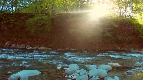 Stream in green forest at spring time Stock Footage 49667143
