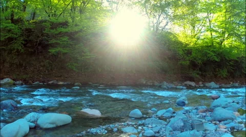 Stream in green forest at spring time Stock Footage 49667162