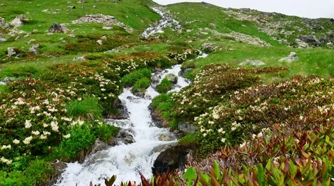 Stream in at green hill and Mountain Flowers. Kavkaz region 스톡 동영상 65775769