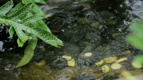 Stream with Green Leaf - HD 库存影片 873883