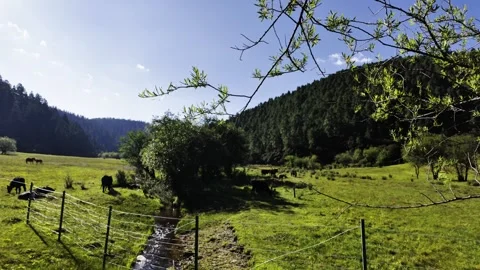 Stream in Green Pasture with Grazing Cattle and Horses Stock Footage 340130745