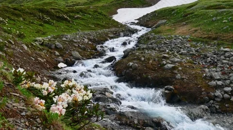 Stream at green spring hill and Flowers in High Snowy Mountains. Kavkaz region Stock-Footage 65773013