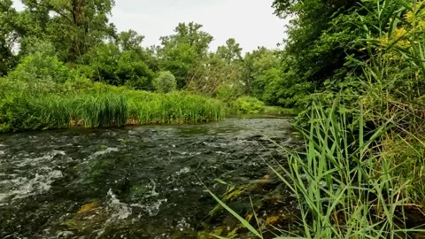 Stream hidden in the forest vegetation Stock Footage 309890013