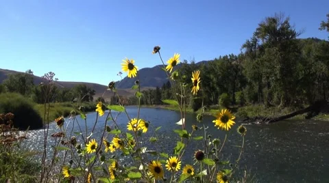 Stream in Idaho Stock Footage 42133354